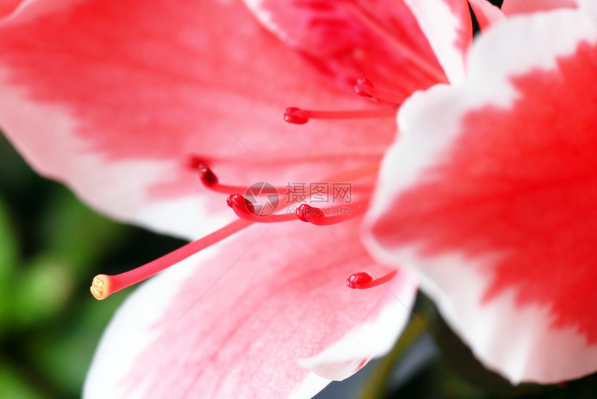 粉粉阿扎莱亚花朵芳香植物宏观雄蕊香气花粉香味花瓣粉末红色图片