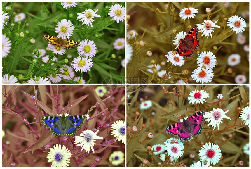 蝴蝶在花朵上生活昆虫生物洋甘菊花园蓝色动物紫色季节野生动物图片