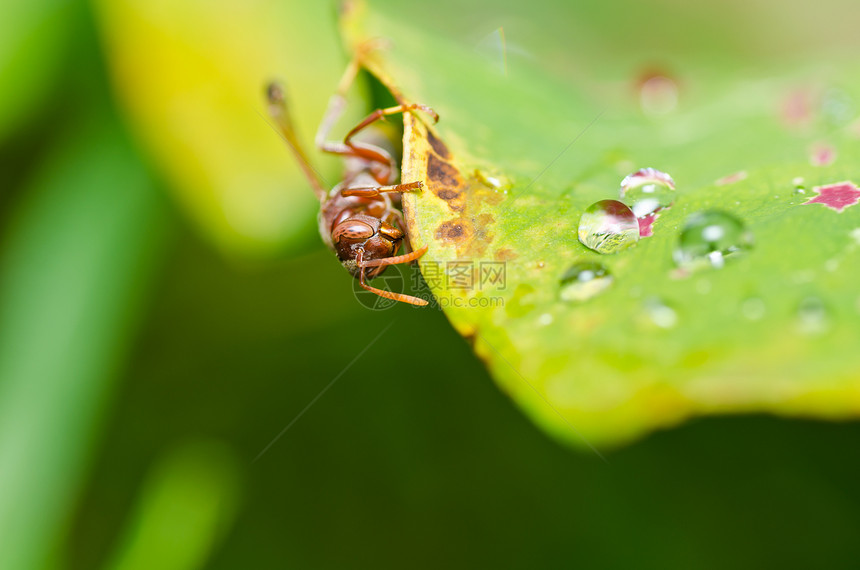 绿性黄蜂或花园黑色宏观金子昆虫条纹害虫蜜蜂夹克翅膀黄色图片