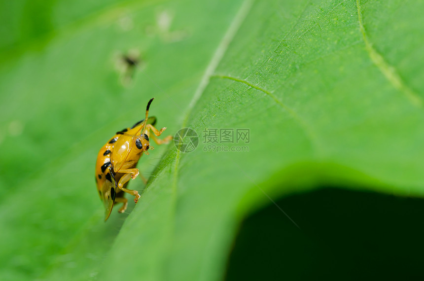 绿色性质的橙色甲虫阳光季节生物学花园野生动物宏观漏洞眼睛爬坡公园图片