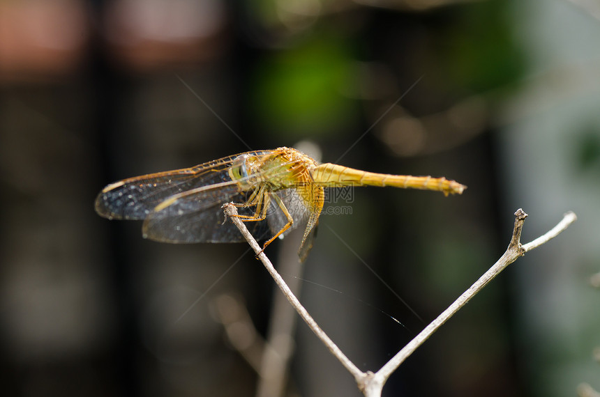 花园中的生活野生动物眼睛宏观翅膀漏洞蜻蜓昆虫追逐者绿色图片