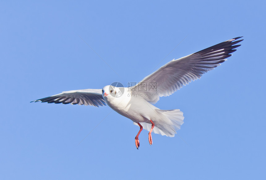 海鸥在蓝天上飞翔海洋海岸海滩翅膀海鸟动物太阳自由航班天空图片