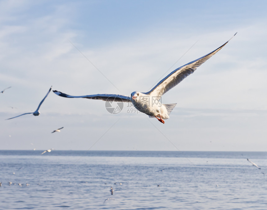 海鸥在蓝天上飞翔自由海滩天空海岸动物蓝色翅膀荒野海鸟航班图片