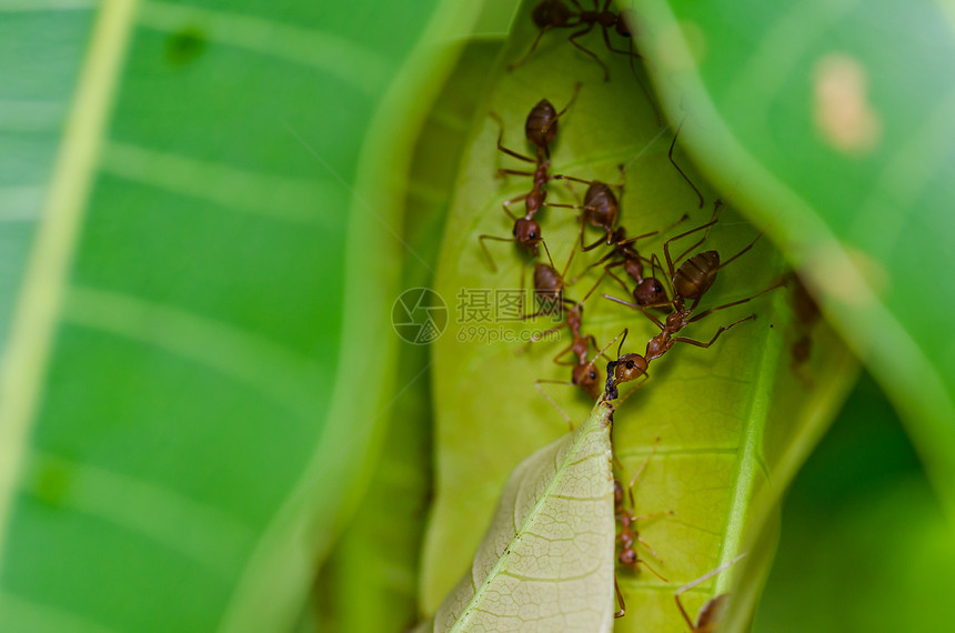 绿色性质的红蚂蚁力量图片