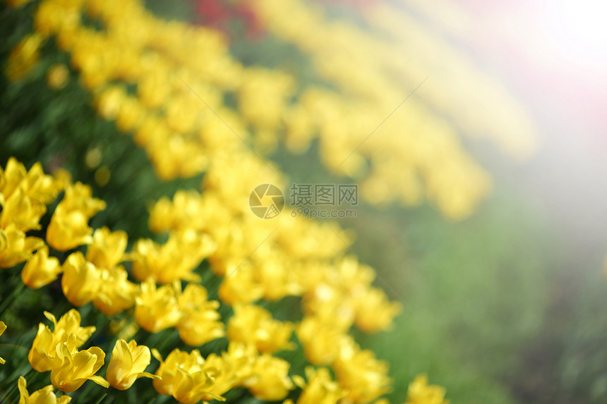 黄色郁金香特写生活花瓣天空季节叶子宏观太阳蓝色植物学橙子图片