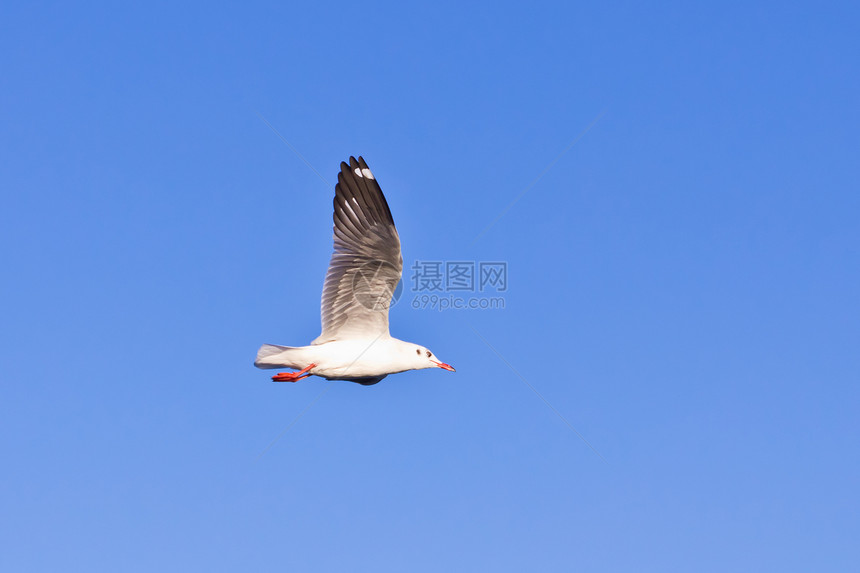 海鸥在蓝天上飞翔海岸航班海滩海鸟野生动物太阳翅膀自由晴天动物图片