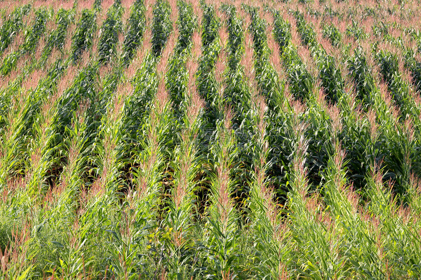 玉米田列玉米地树叶水平叶子农作物农场农业内核麦田场地图片