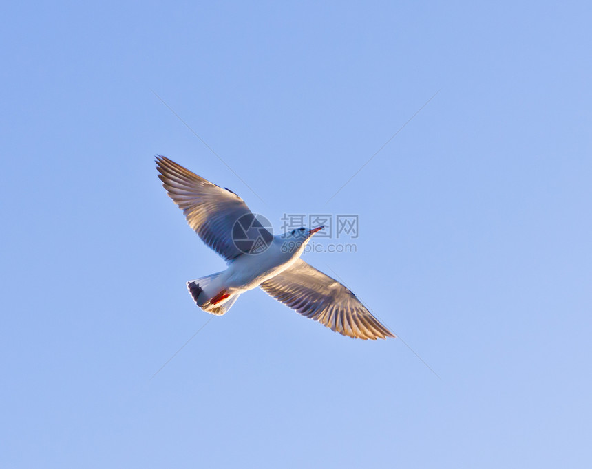 海鸥在蓝天上飞翔晴天野生动物翼展动物自由天空太阳海洋蓝色翅膀图片