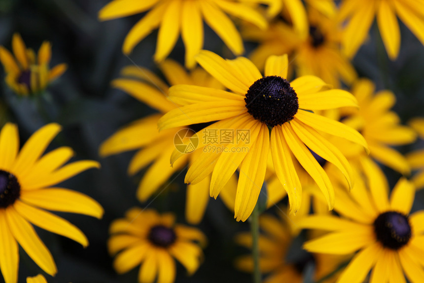 黑眼苏珊花焦点园艺选择性花瓣黑色花园花朵黄色水平图片