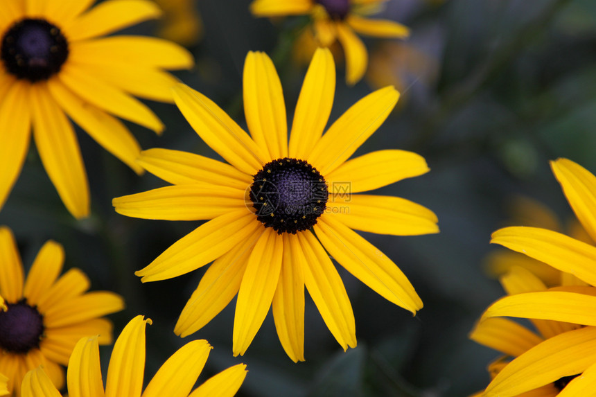 黑眼苏珊焦点园艺黑色选择性水平黄色花瓣花朵花园图片