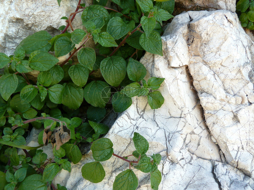 有植物的旧石块图片
