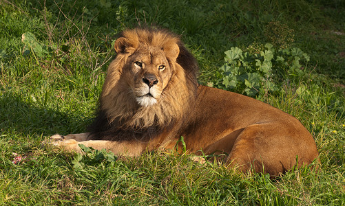 豹狮狮子狮母狮鬃毛食肉动物野生动物狮子哺乳动物豹属女性男性背景