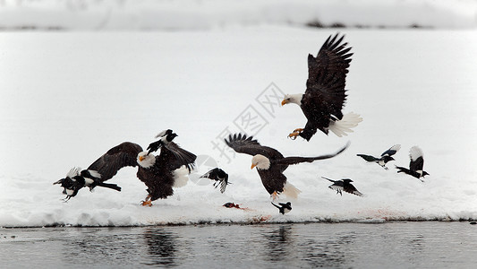 鹰河秃鹰和磁带动物白头鹰国家猎物观鸟食肉荒野海藻自由动物群背景