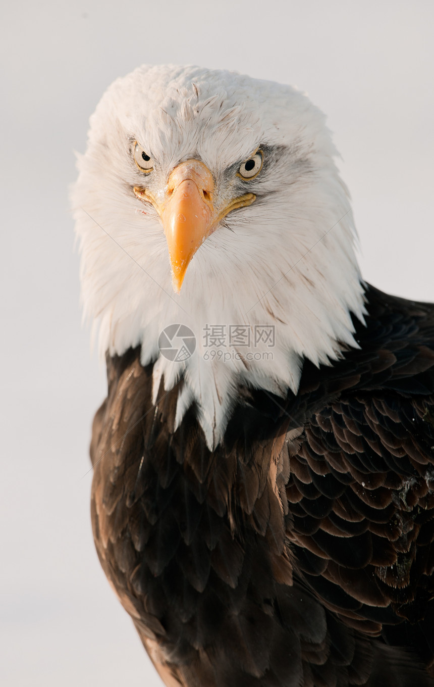 近距离接近秃鹰的肖像鸟类濒危眼睛自由动物群国家季节羽毛翅膀海藻图片