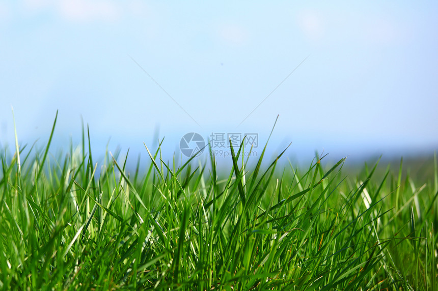 绿绿草远景太阳农业射线草地植物牧场蓝色地平线阳光图片