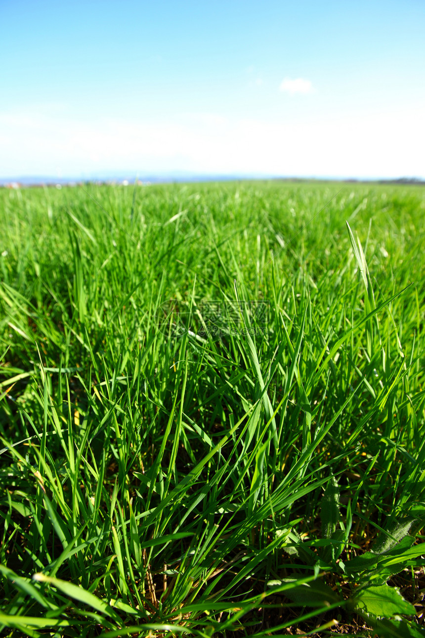 绿绿草环境蓝色射线地球阳光农场天气牧场地平线农业图片