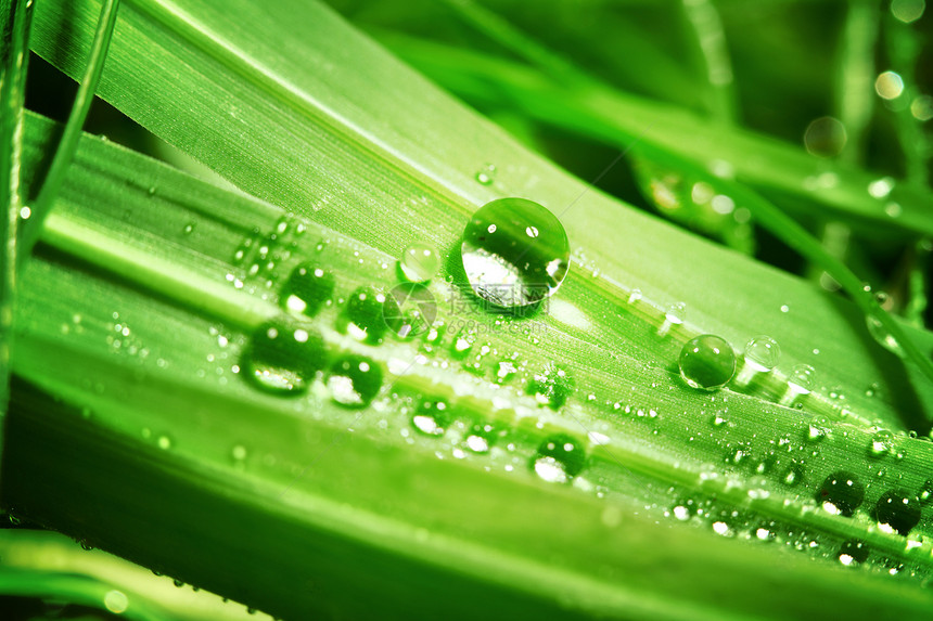 草地上滴水反射草本植物生活环境生长宏观雨滴植物叶子阳光图片