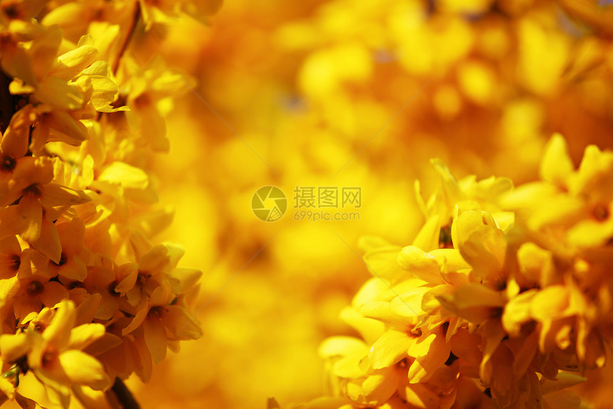 黄黄色花朵荆棘雄蕊美丽植物学花瓣花园园艺树叶植物群晴天图片