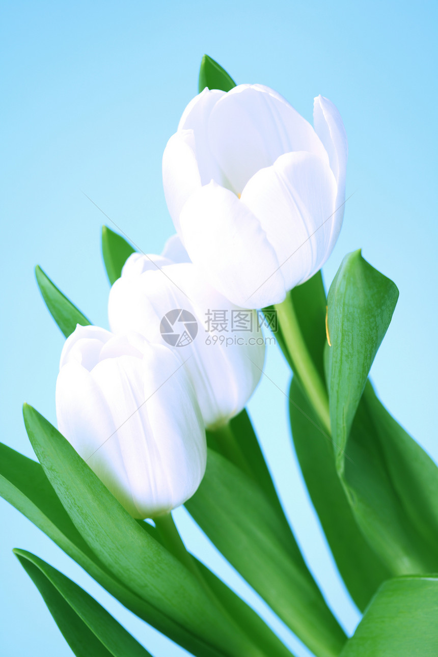白色郁金白惊喜花园风格花束花粉装饰花店礼物蓝色郁金香图片