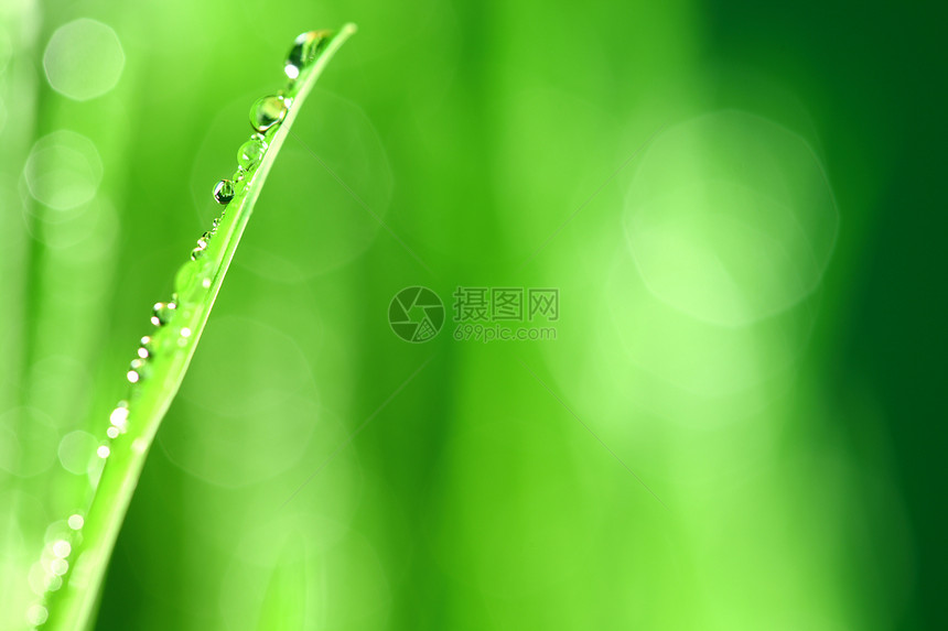 树本背景雨滴液体草地草本植物反射叶子植物刀刃环境宏观图片