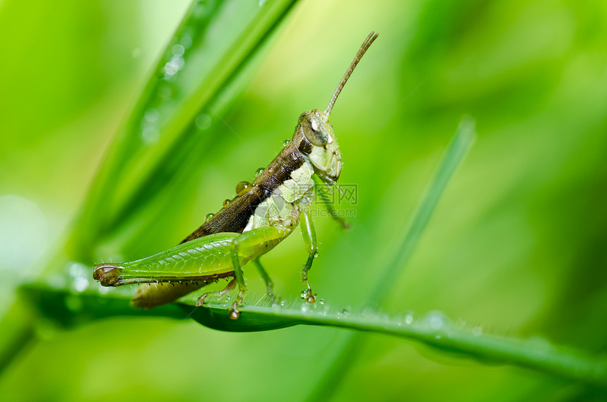绿色天然的花园宏观翅膀生活蟋蟀叶子食物刺槐肌肉蚱蜢图片
