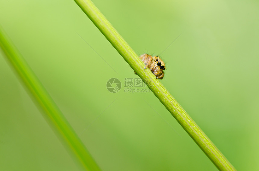 绿色性质的跳跃蜘蛛野生动物阳光公园爬坡宏观花园丛林棕色眼睛图片