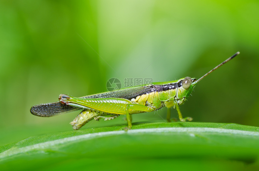 绿色天然的翅膀害虫蟋蟀花园草地荒野生活宏观食物叶子图片