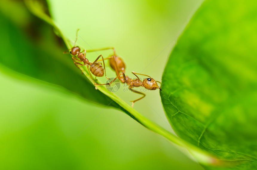 绿色性质的红蚂蚁漏洞生物损害宏观橙子红色工人水平昆虫野生动物图片
