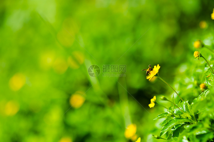 绿色的蜜蜂和黄花黄色眼睛翅膀花园昆虫团队花粉荒野工人蜂蜜图片