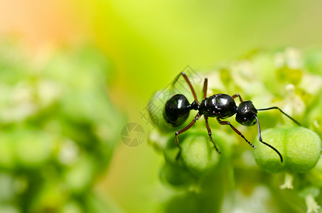 蚂蚁的力量绿色性质黑色的蚂蚁触角昆虫殖民地野生动物力量背景