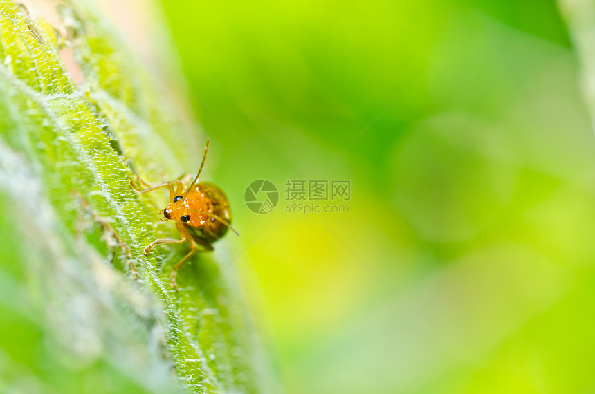 绿色性质的橙色甲虫爬坡阳光漏洞棕色丛林昆虫宏观公园生活生物学图片