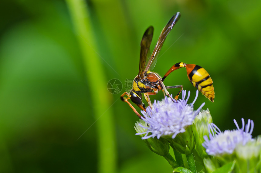 绿色的黄蜂或花园中的黄蜂害虫金子条纹宏观黑色白色夹克蜜蜂黄色昆虫图片