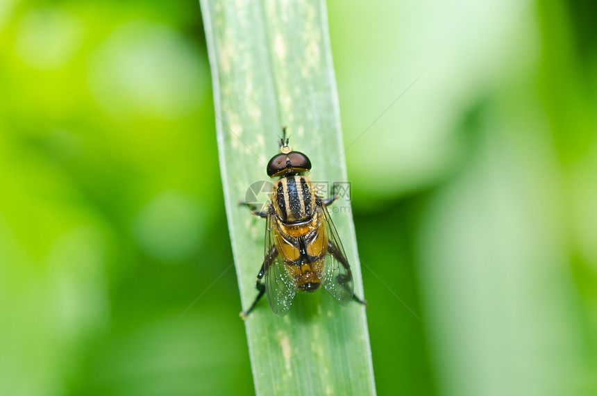 鲜花文件或绿色的果蝇黄色宏观动物学野生动物昆虫欺骗条纹苍蝇翅膀蜜蜂图片