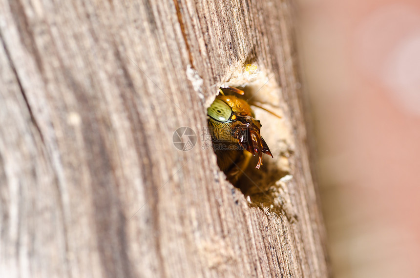 大自然中的木蜂木匠昆虫青虫黑色害虫漏洞翅膀宏观花粉花园图片