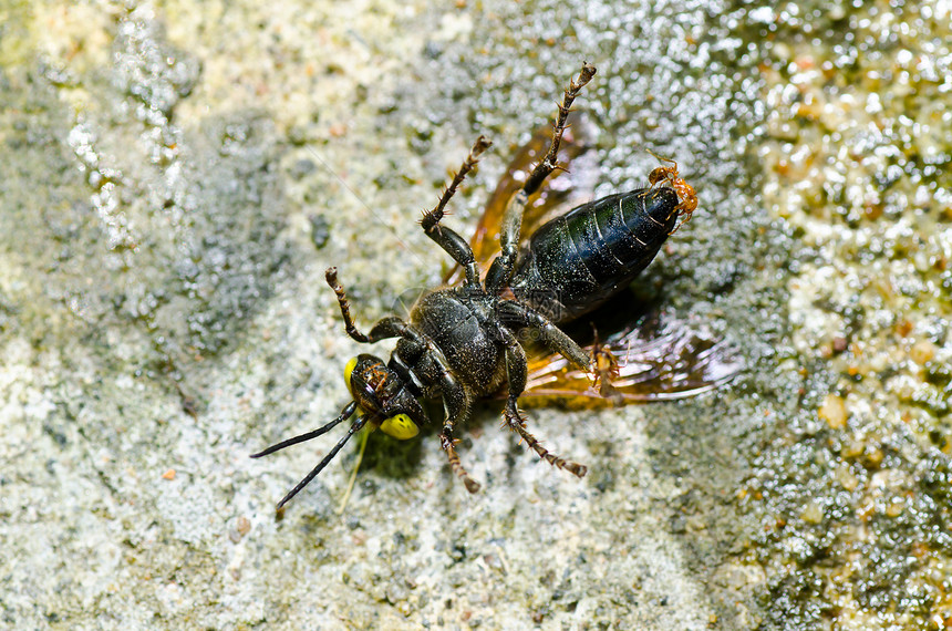 绿性或花园中的蚂蚁和黄蜂翅膀条纹害虫金子昆虫蜜蜂白色黄色宏观黑色图片