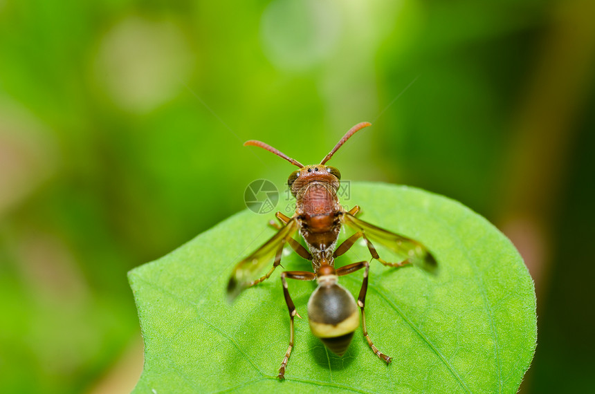 绿性黄蜂或花园昆虫害虫蜜蜂黄色白色翅膀条纹夹克金子宏观图片