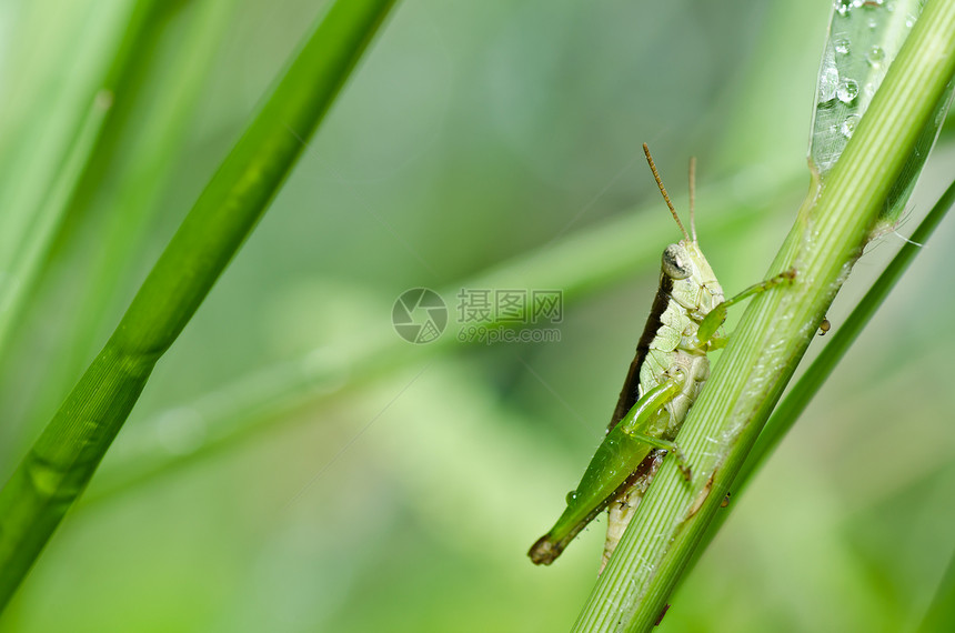 绿色天然的蚱蜢生活肌肉花园蟋蟀叶子翅膀刺槐荒野宏观图片