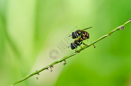 果果文件或绿色性质的鲜花文件动物学野生动物蜜蜂黄色宏观苍蝇翅膀条纹昆虫背景图片