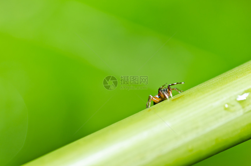 绿色性质的跳跃蜘蛛公园阳光花园爬坡丛林野生动物眼睛宏观棕色图片