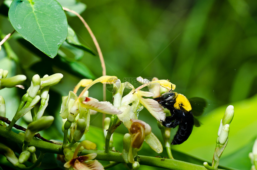 大自然中的木蜂宏观花粉木匠花蜜黑色漏洞花园害虫青虫昆虫图片