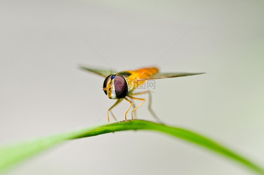 果果文件或绿色性质的鲜花文件宏观苍蝇蜜蜂翅膀动物学条纹昆虫黄色野生动物图片