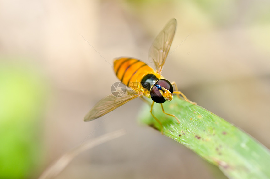 果果文件或绿色性质的鲜花文件翅膀蜜蜂野生动物昆虫宏观动物学苍蝇条纹黄色图片
