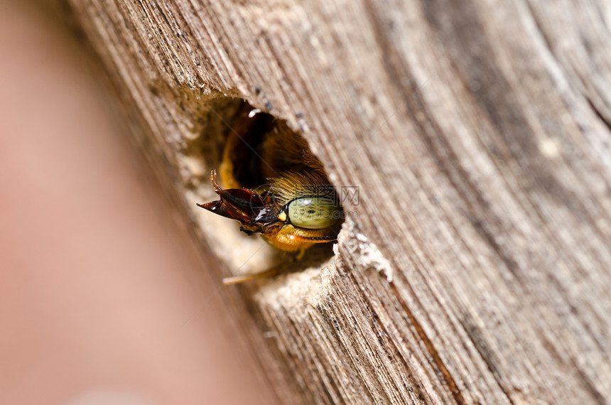 大自然中的木蜂害虫花粉花蜜宏观青虫花园木匠昆虫黑色翅膀图片