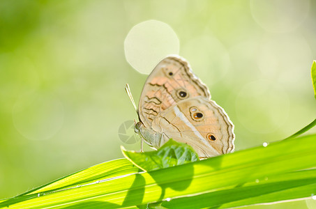 绿色的蝴蝶黄色昆虫翅膀黑色背景图片
