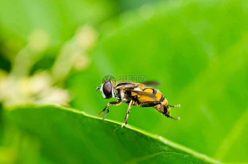 果果文件或绿色性质的鲜花文件动物学蜜蜂宏观苍蝇野生动物条纹昆虫翅膀黄色图片