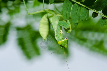绿色霸道的螳螂绿性白蚁生活野生动物昆虫眼睛荒野螳螂捕食者猎人天线漏洞背景