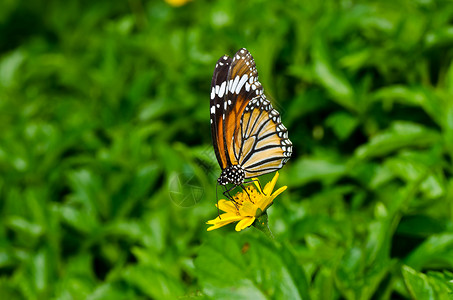 绿色的蝴蝶昆虫黑色翅膀黄色背景图片