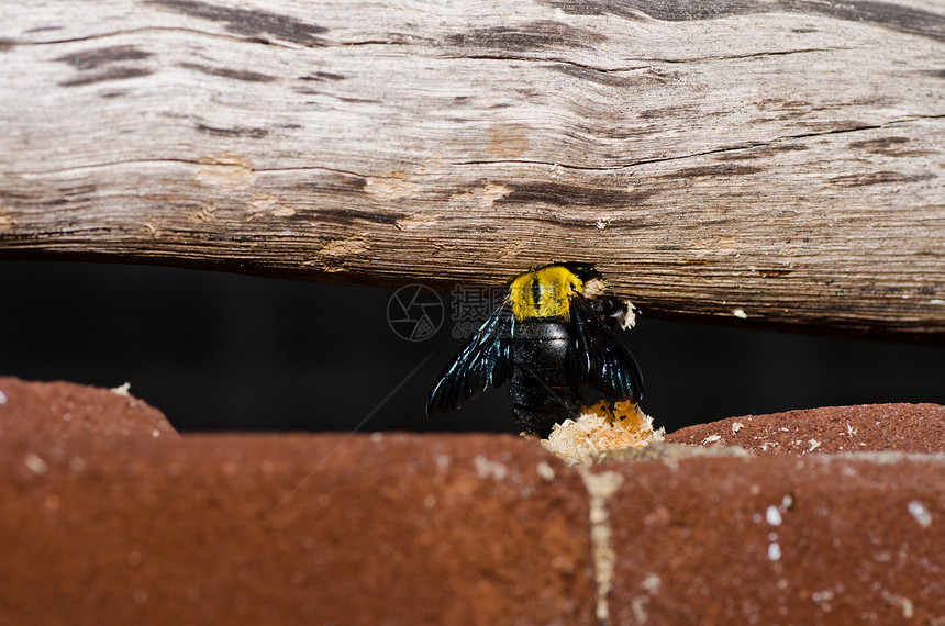 大自然中的木蜂花园昆虫花蜜漏洞花粉翅膀黑色害虫宏观木匠图片