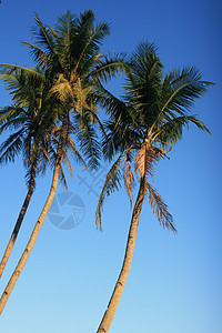 椰子树椰子绿色热带棕榈天空叶子背景图片