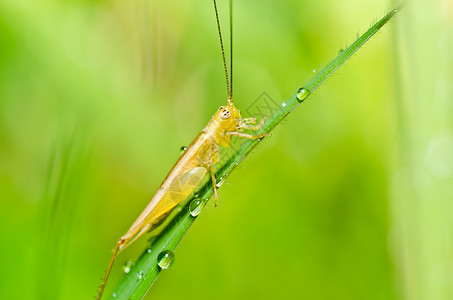 绿色天然的草地肌肉刺槐叶子蟋蟀生活害虫宏观食物荒野图片